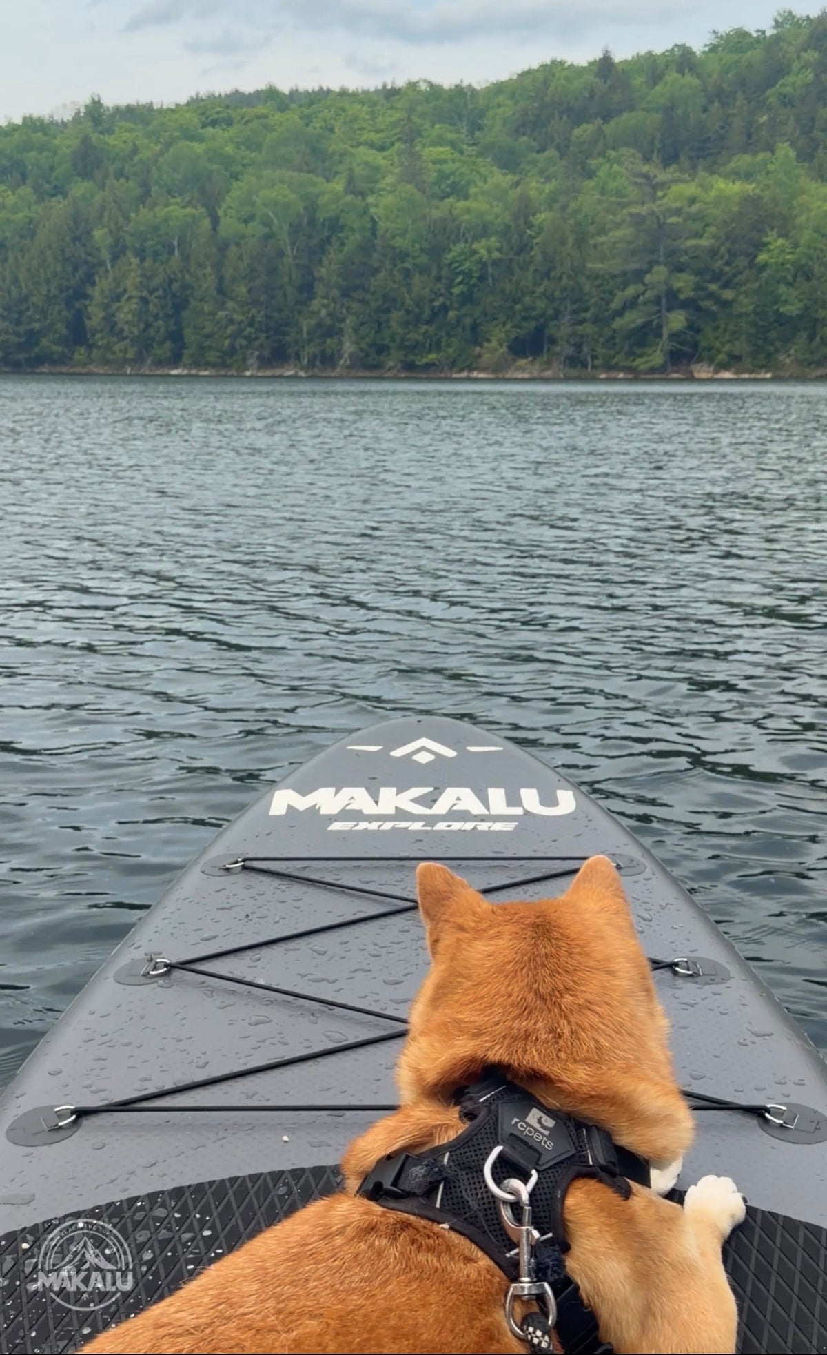 Un chien sur une planche MAKALU